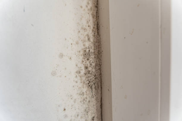 Best Post-Construction Mold Inspection  in Red Bluff, CA